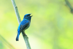 Niltava macgrigoriae