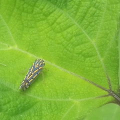 Apogonalia stalii