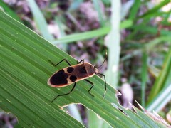 Physopelta gutta gutta