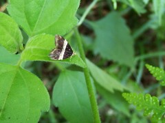 Choreutis basalis