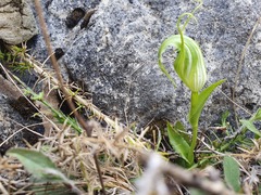 Pterostylis oliveri