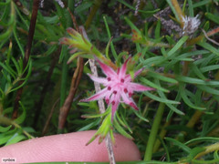 Diastella proteoides