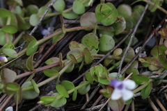 Lindernia grandiflora