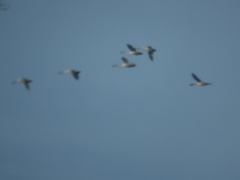 Cygnus columbianus