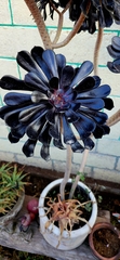 Aeonium