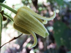 Clematis leschenaultiana