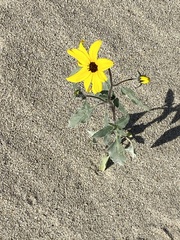 Helianthus petiolaris canescens