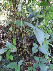 Clematis leschenaultiana