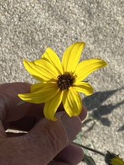 Helianthus petiolaris canescens