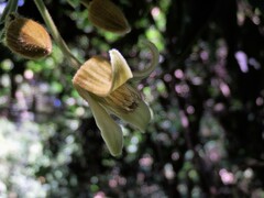 Clematis leschenaultiana