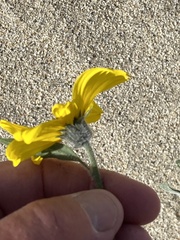 Helianthus petiolaris canescens
