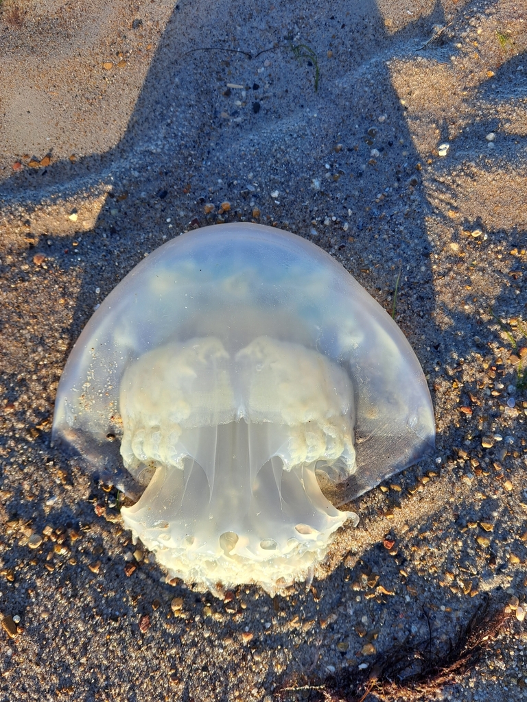 Cannonball Jelly from Corpus Christi, TX, USA on December 26, 2022 at