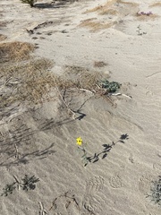 Helianthus petiolaris canescens