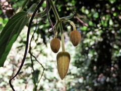 Clematis leschenaultiana
