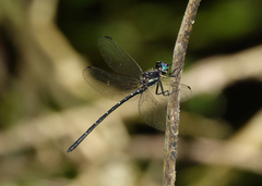 Eusynthemis nigra