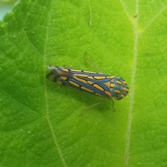 Apogonalia stalii