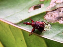 Paratrachelophorus nodicornis