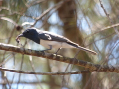 Myiagra rubecula
