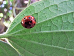 Harmonia dimidiata