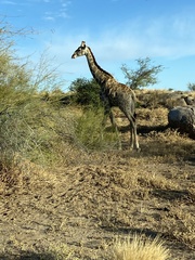 Giraffa camelopardalis