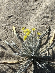 Baileya pauciradiata