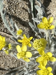 Baileya pauciradiata