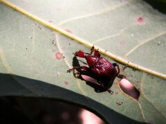 Paratrachelophorus nodicornis