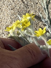 Baileya pauciradiata