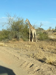 Giraffa camelopardalis