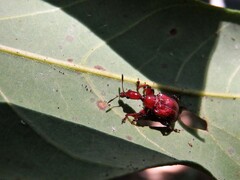 Paratrachelophorus nodicornis