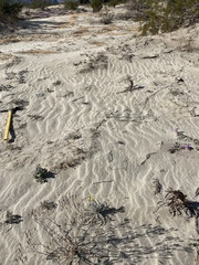 Baileya pauciradiata