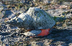 Triplofusus giganteus