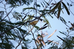 Phylloscopus inornatus