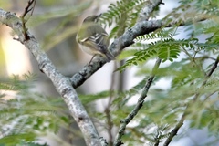 Phylloscopus inornatus