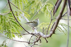 Phylloscopus inornatus