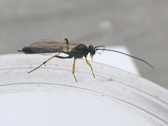 Dusona stramineipes