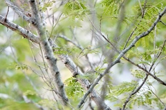 Phylloscopus inornatus