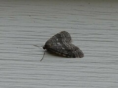 Operophtera occidentalis