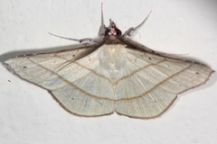 Pyraloidea