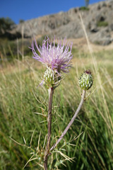 Cirsium pyrenaicum