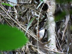 Pomatorhinus musicus