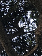 Parabuteo unicinctus