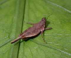 Systolederus cinereus