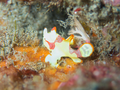 Antennarius maculatus