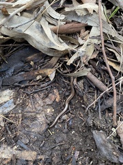 Hemiergis decresiensis