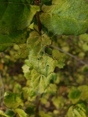 Tetraleurodes perileuca