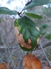Phytophthora ramorum