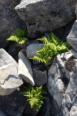 Gymnocarpium jessoense
