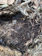 Hemiergis decresiensis