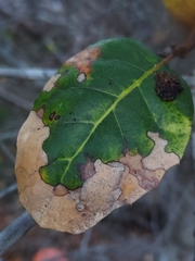 Phytophthora ramorum